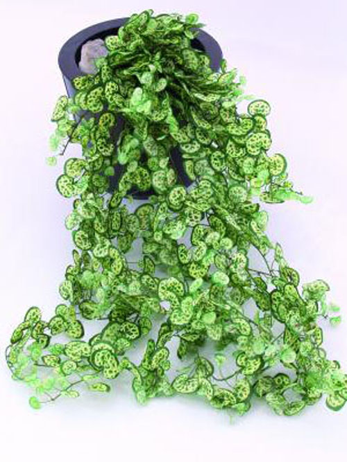 Herzblattranke Classic, 100cm
