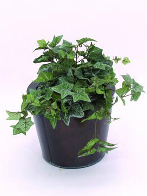 Efeubusch natur, 50cm