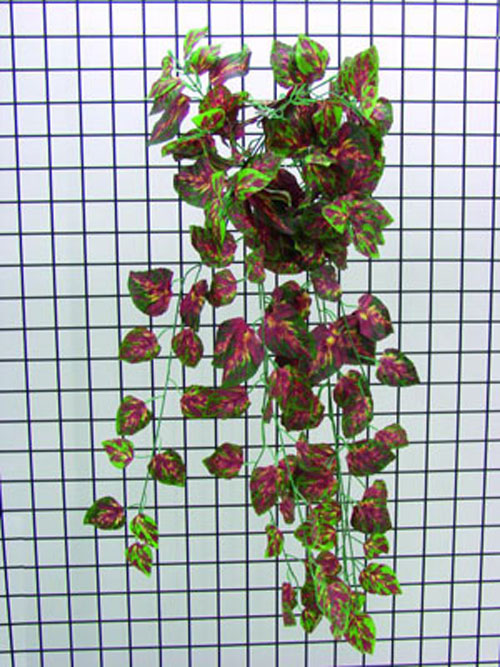 Coleus Busch, gr�n-rot, 60cm