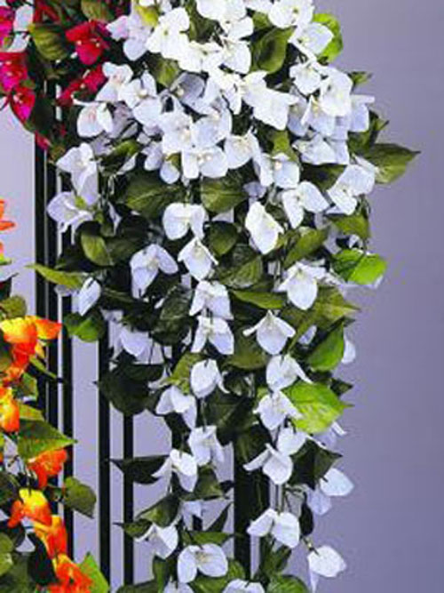 Bougainvillea-H�nger, wei�
