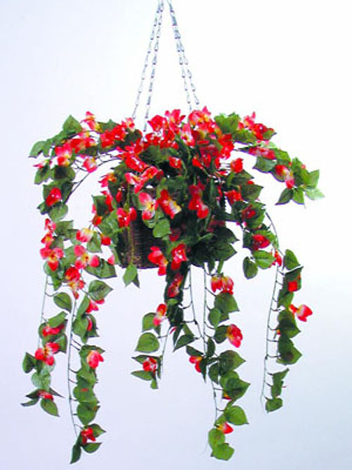 Bougainvillea-H�nger, lachs