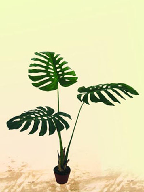Splitphilodendron, 150 cm