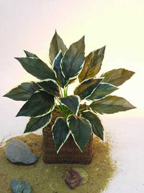 Hostapflanze, gr�n-wei�, 51cm