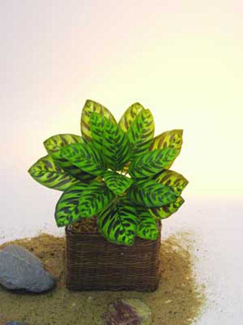 Calathea, 32cm