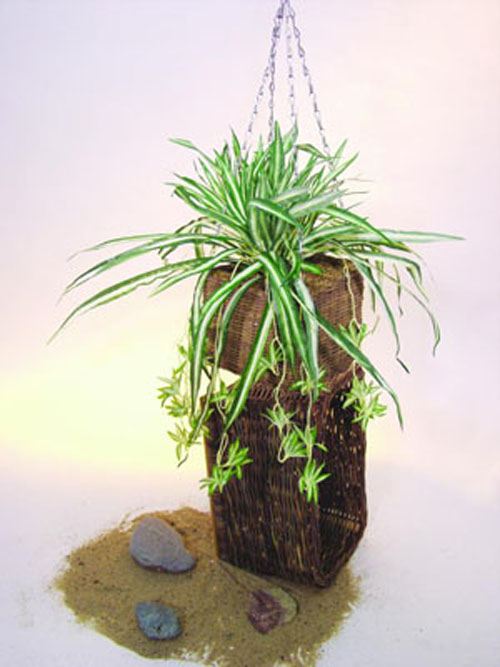 Gr�nlilie, 50cm
