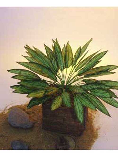 Aglaonema, 45cm