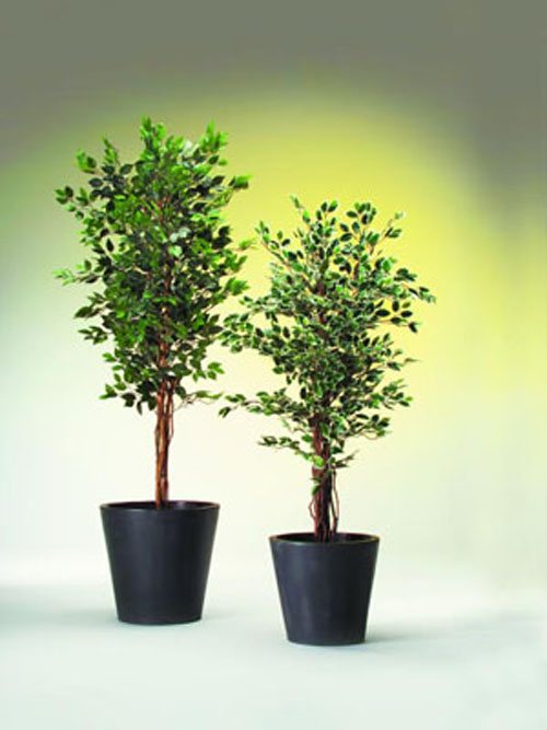 Ficus-Benjamini Baum, 90cm