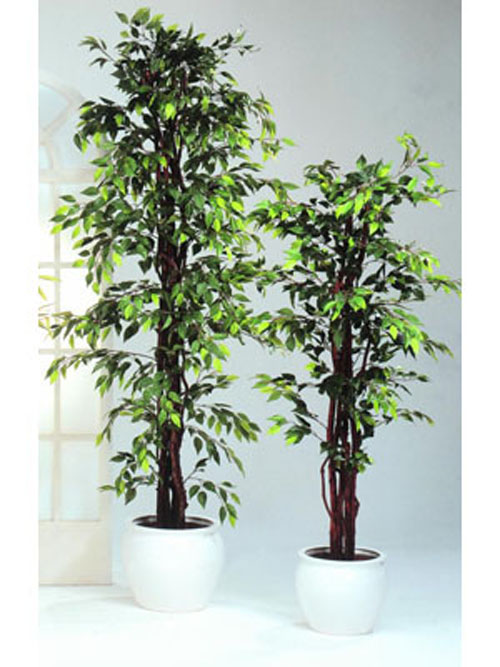 Ficus-Benjamini Baum, 240cm