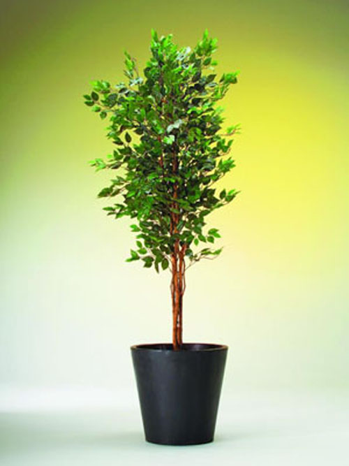 Ficus-Benjamini, 180cm