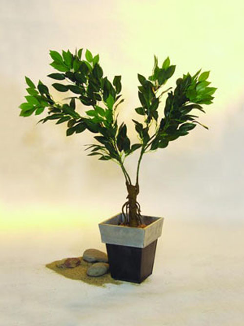 Ficusb�umchen m.Zweigen 85cm