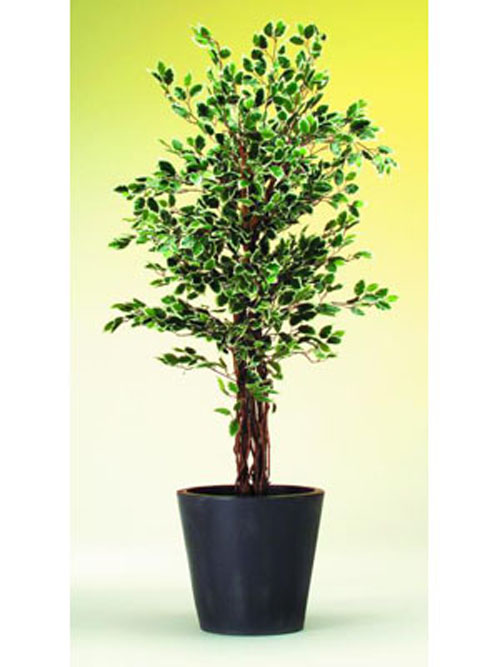 Silberficus-Benjamini, 180cm