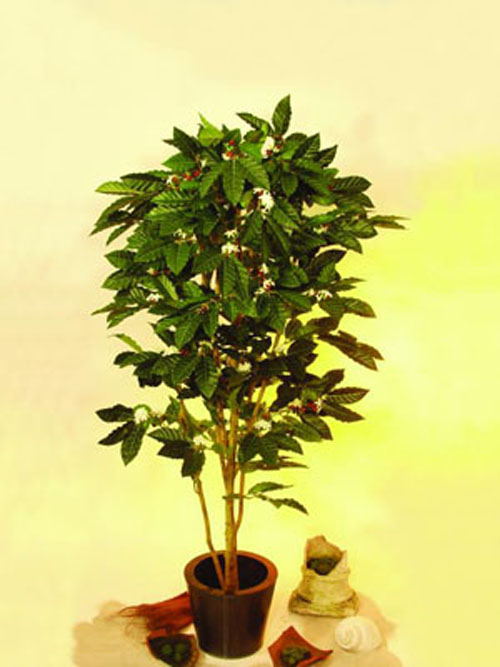 Kaffeebaum mit Fr�chten, 120cm
