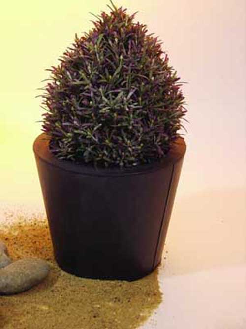 Rosmarin-Kegelb�umchen               30cm