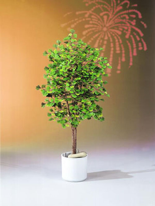 Ginkgo-Baum m.Naturstamm 975Bl�tter 120cm