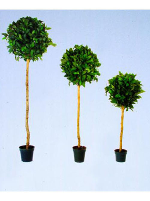 Lorbeerkugelbaum, 150cm