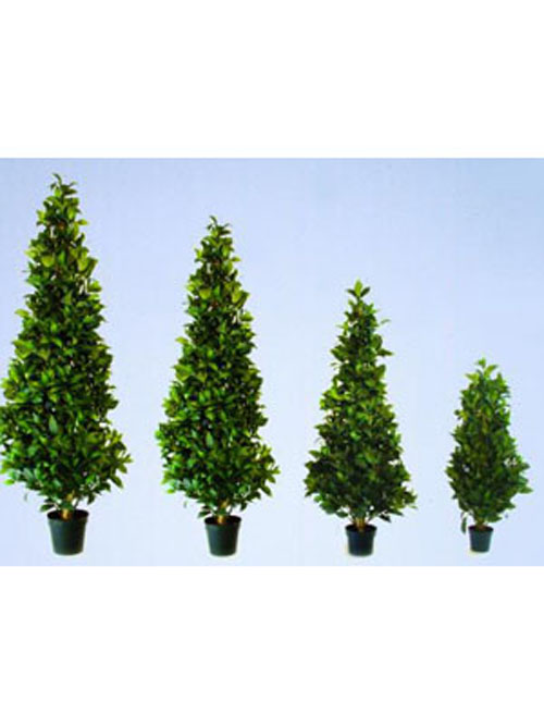 Lorbeerkegelbaum, 120cm
