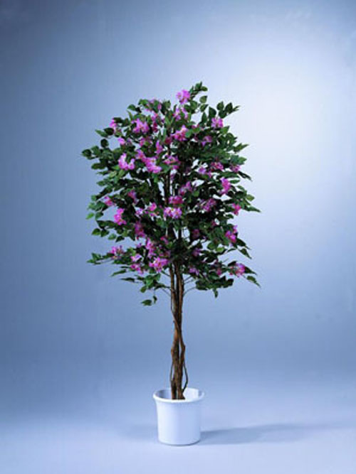 Bougainvillea, pink, 210cm