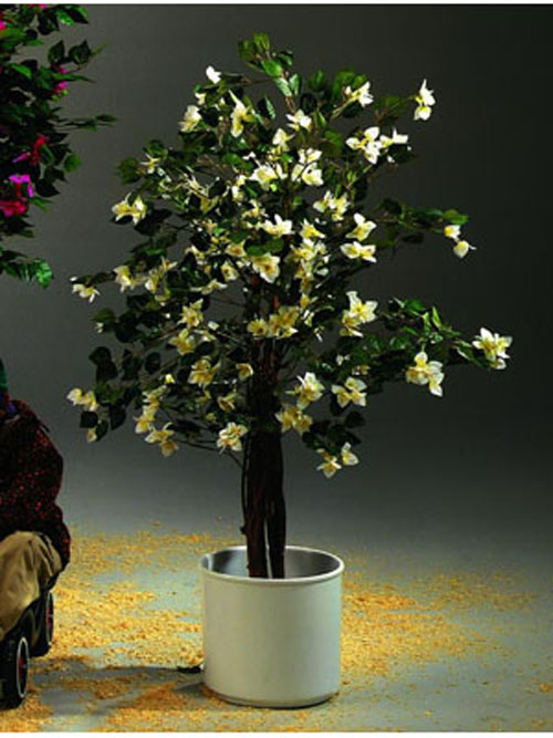 Bougainvillea, wei�, 180cm