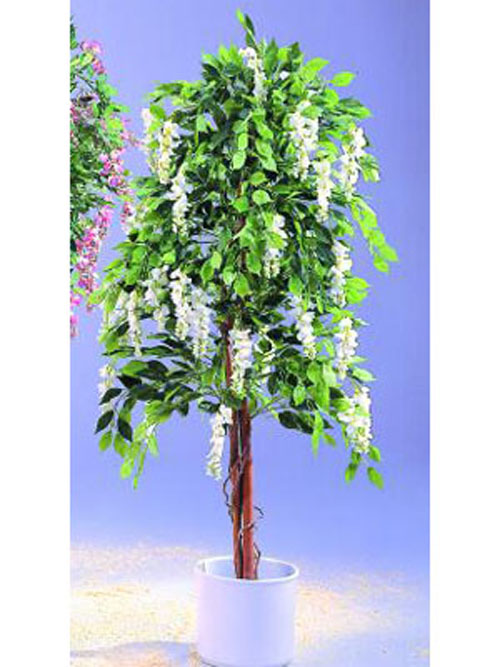 Goldregenbaum, wei�, 180cm