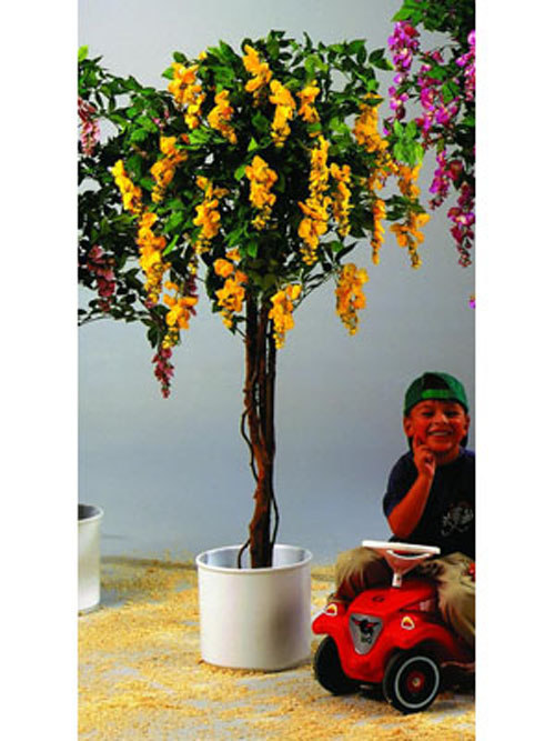 Goldregenbaum, gelb, 180cm