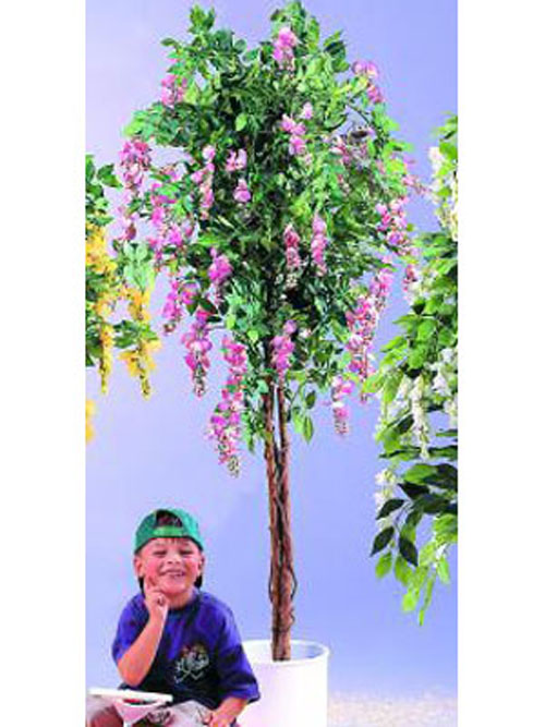 Goldregenbaum, violett, 180cm