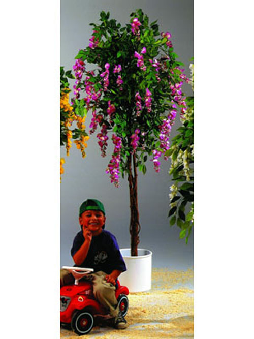 Goldregenbaum, violett, 210cm