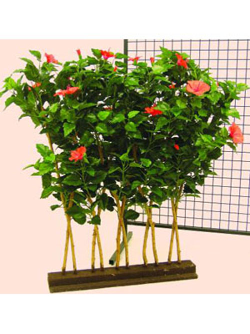 Hibiskus-Hecke, 90x110cm