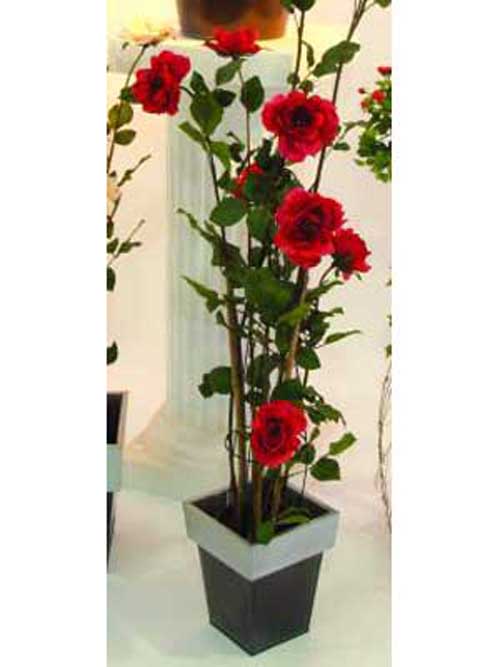 Rosenstrauch, rot, 140cm