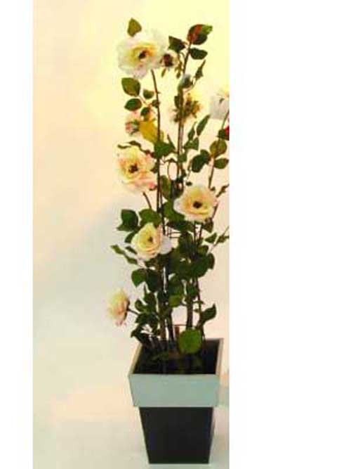 Rosenstrauch, zartcreme, 140cm