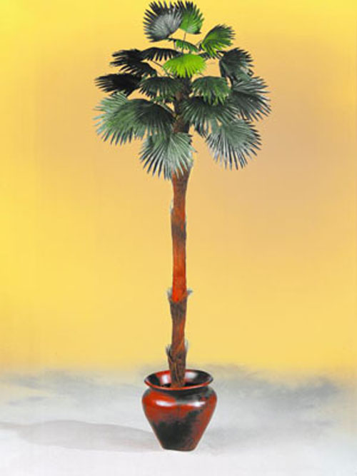 F�cherpalme, 240cm