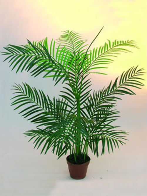 Areca Palme, 110cm