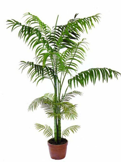 Areca Palme, mehrst�mmig, 170cm