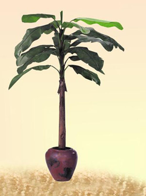 Bananenbaum, 220cm