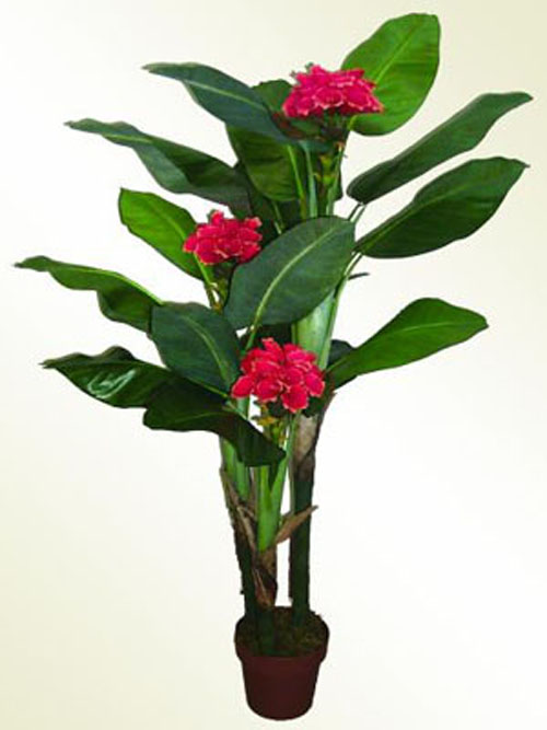 Tralizienstaude, 150cm