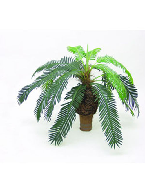 Cycus Palme, 60cm