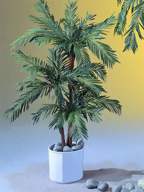 Cycus Palme, 120cm