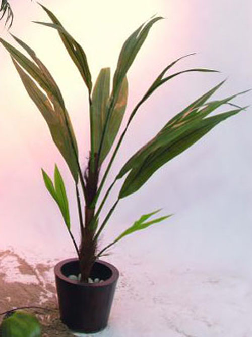 Cocospalmen-Setzling, 150cm