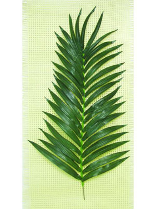 Cocos-K�nigspalmwedel, 150cm