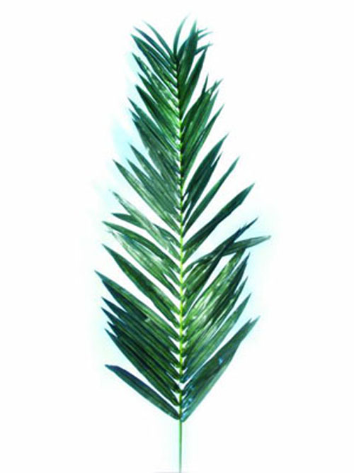 Cocos-K�nigspalmwedel, 210cm