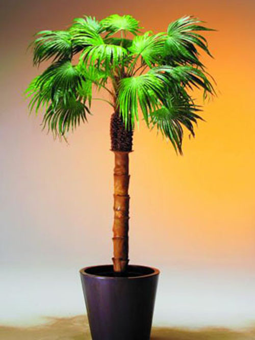 F�cherpalme mit Palmfaserstamm, 210cm