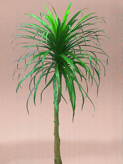 Yuccabaum, 150cm