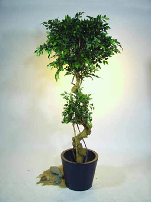 Ficusbaum mit Bonsaistamm, 170cm