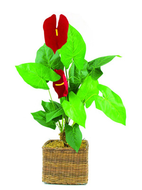 Anthurium, 64cm