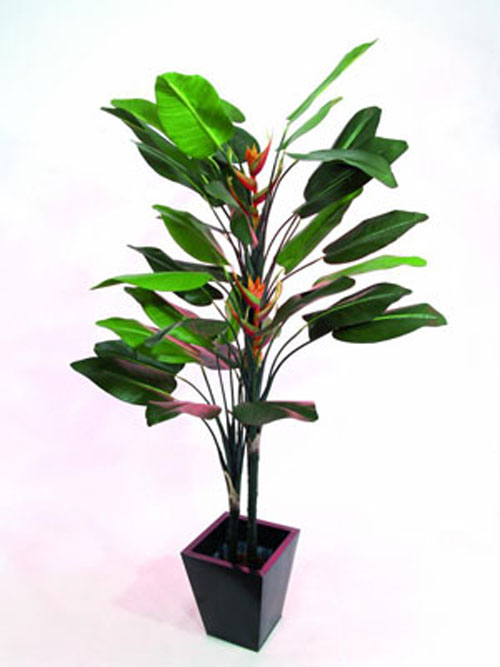 Strelizie, 220cm