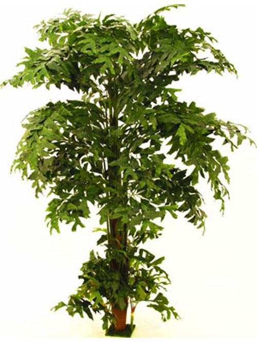 Fishtail-Palmbaum, 305cm