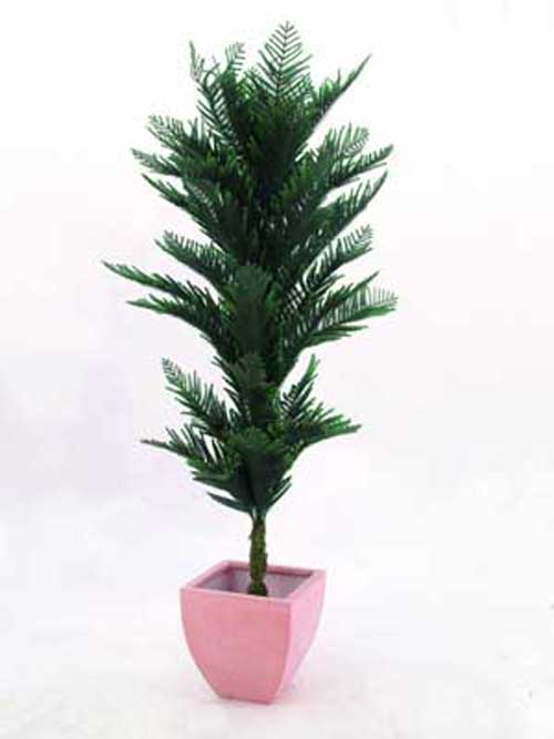 Pinien-Nadelbaum, 150cm