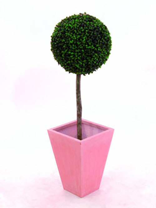Buchsbaum, 60cm