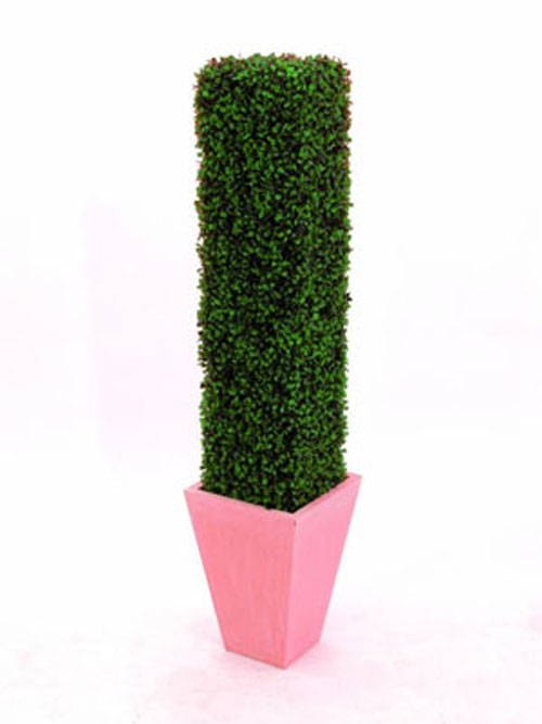 Buchsbaums�ule, 118cm