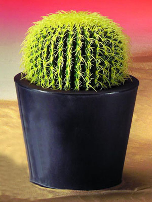 Goldkugelkaktus, 27cm