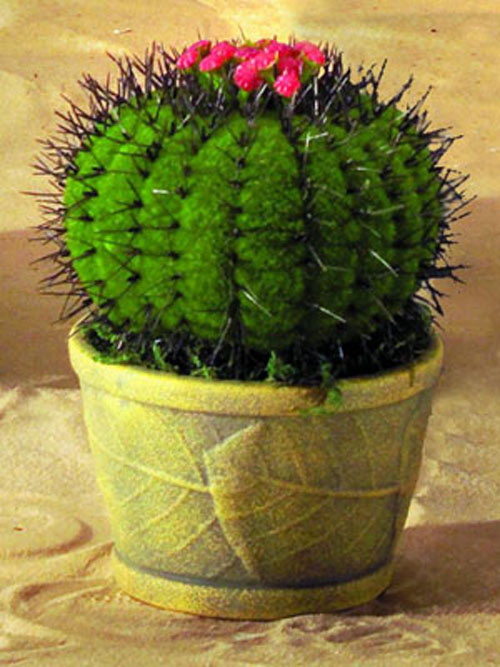 Melonenkaktus, 23cm